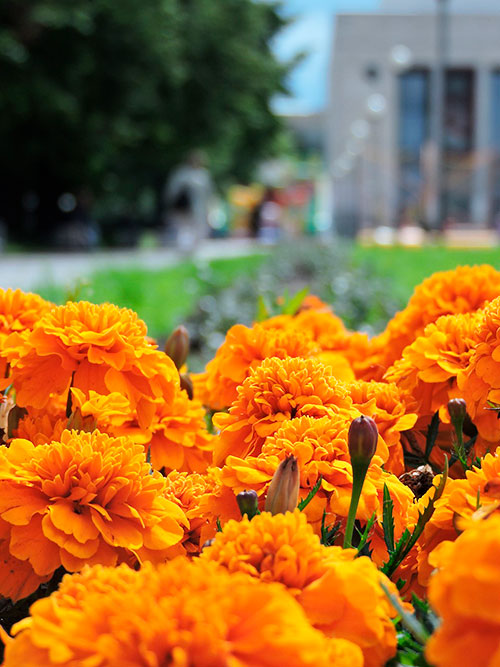 Jardín de tagetes