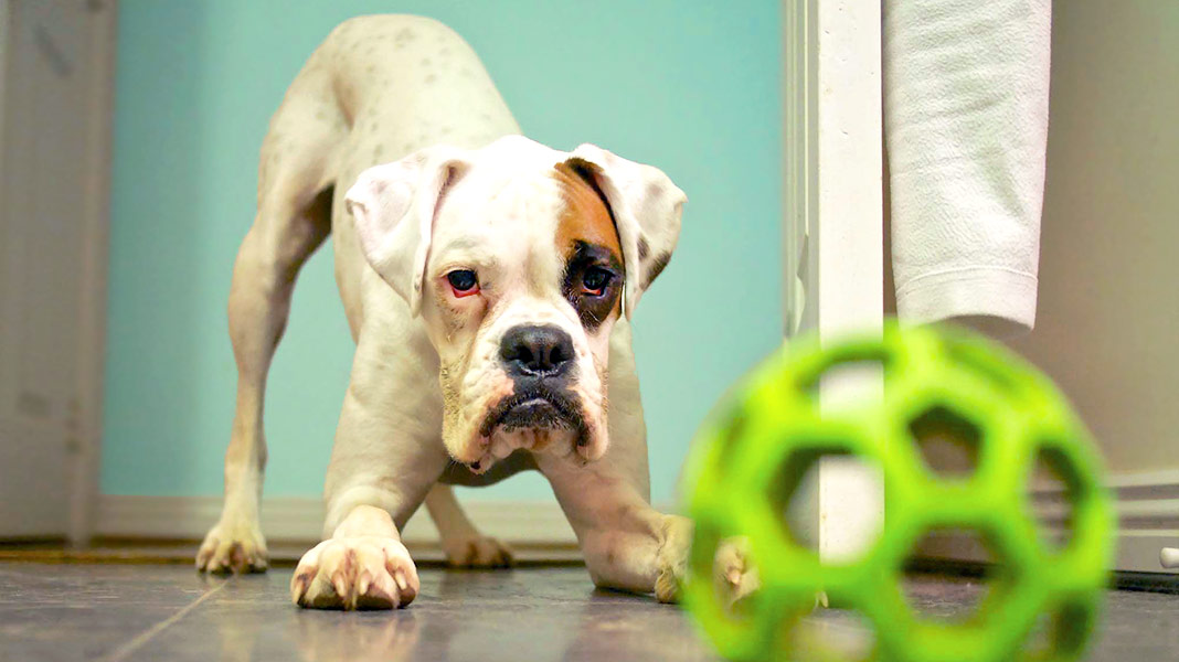 Abuelo juicio lamentar Juegos con perros: 50 divertidos juegos para hacer con tu perro en casa