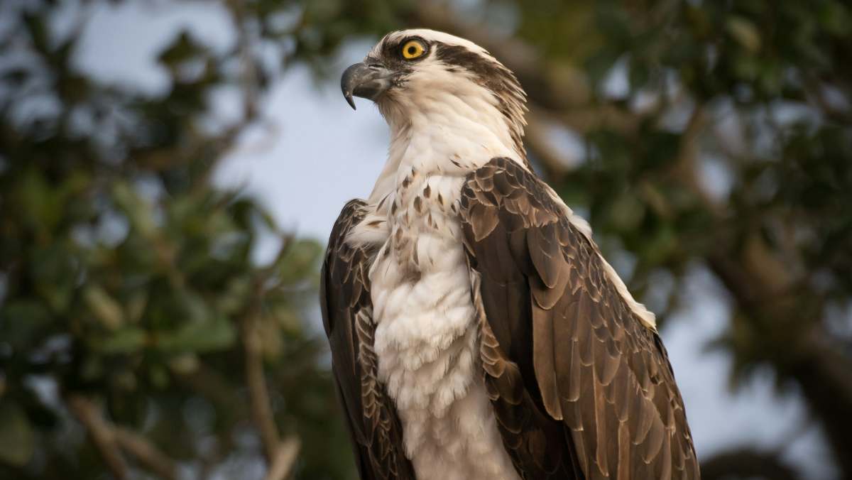 Águila pescadora