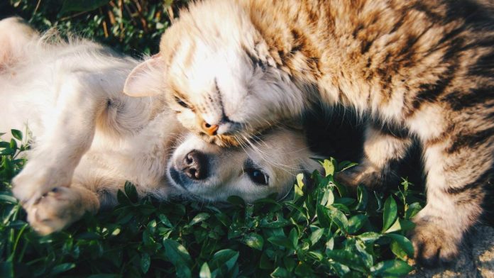 Perro y gato, mascotas en la vida moderna