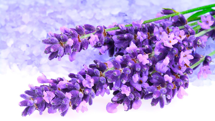 Lavanda