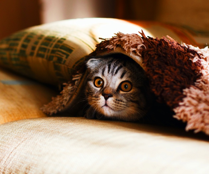 Gatito bajo las sábanas.