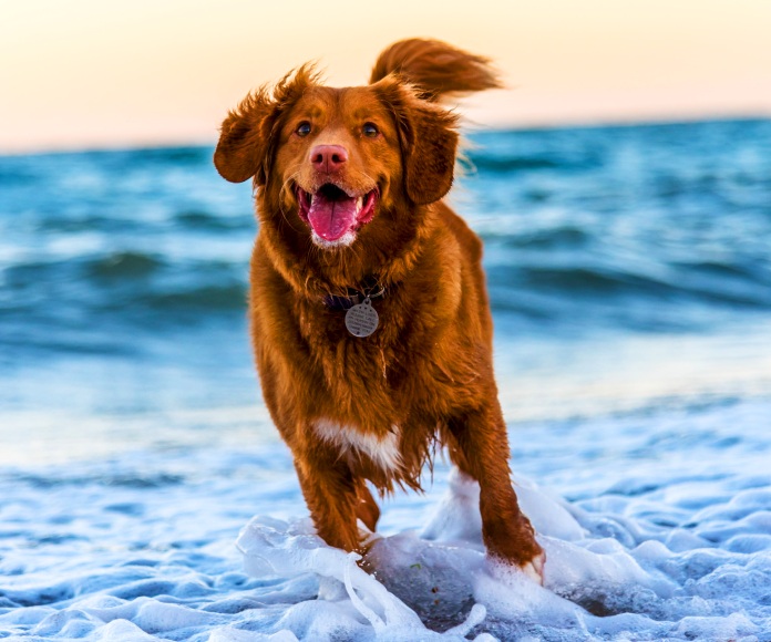 Perro corriendo en la playa,