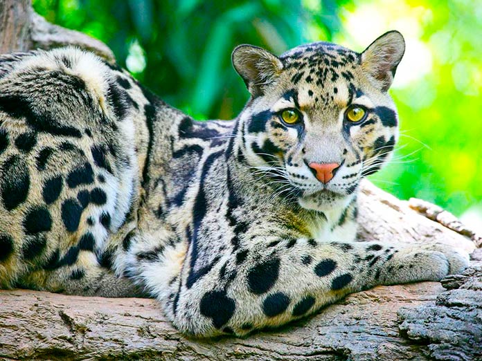 Leopardo nebuloso de Formosa