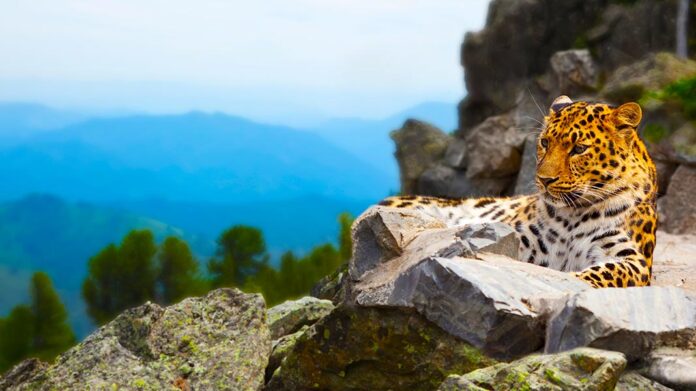 leopardo en una roca