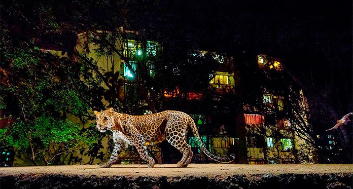 Los leopardos que salvan vidas humanas en Bombay.