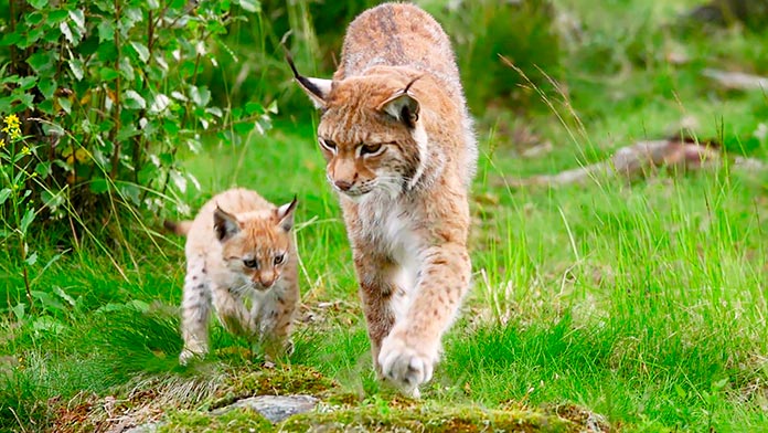 Lince Europeo Lynx Lynx