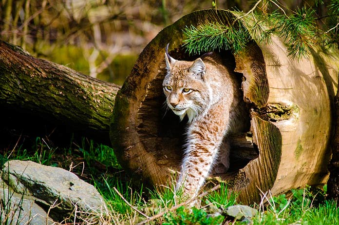 Lince ibérico