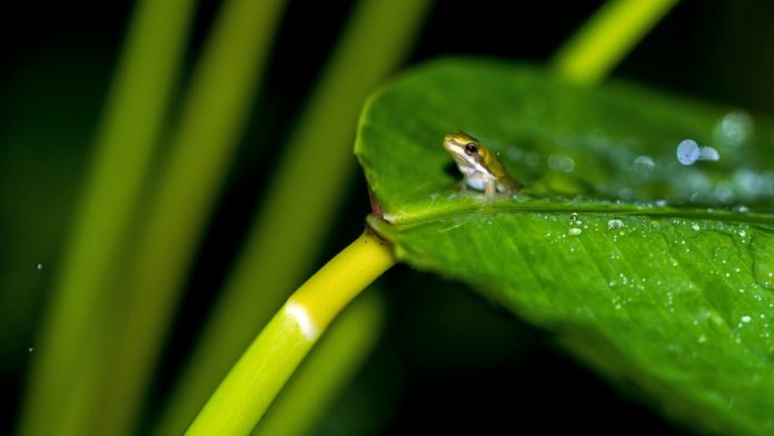 Lluvia de animales, animales bajo la lluvia, ranas, miniatura, animal pequeño.