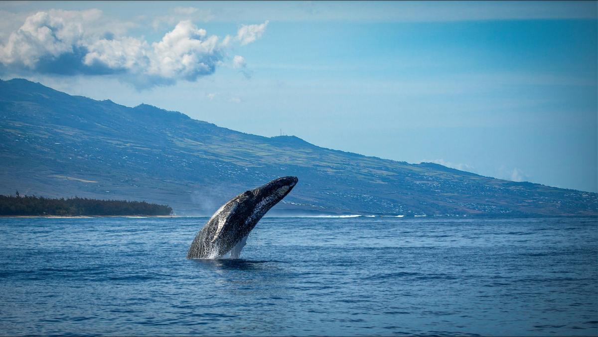 Los 15 animales más largos del mundo: una lista con los seres más impactantes de la naturaleza y sus absurdas longitudes