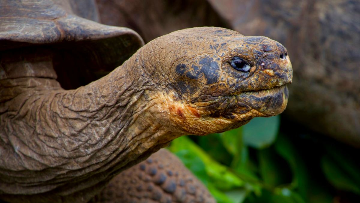 Los secretos de la longevidad en animales: cómo los mecanismos metabólicos y sistemas inmunológicos de algunas especies pueden incidir en su proceso de envejecimiento