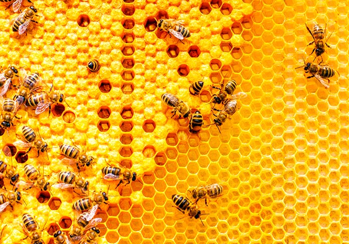 Como palanca en el medio de la nada Los veganos comen miel? ¿Cuál es la razón?