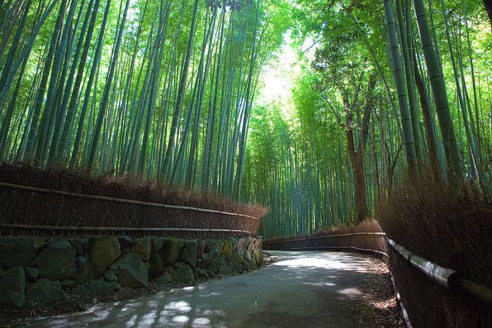 Lugares turísticos de Japón - Bosque de bambú de Arashiyama