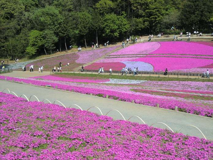 Lugares turísticos de Japón - Parque de Hitsujiyama, Chichibu