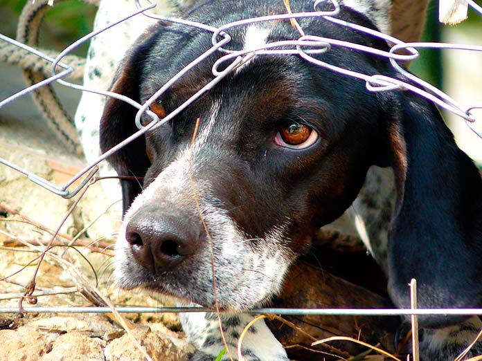 Maltrato animal - Perro sacando la cabeza a través de una valla