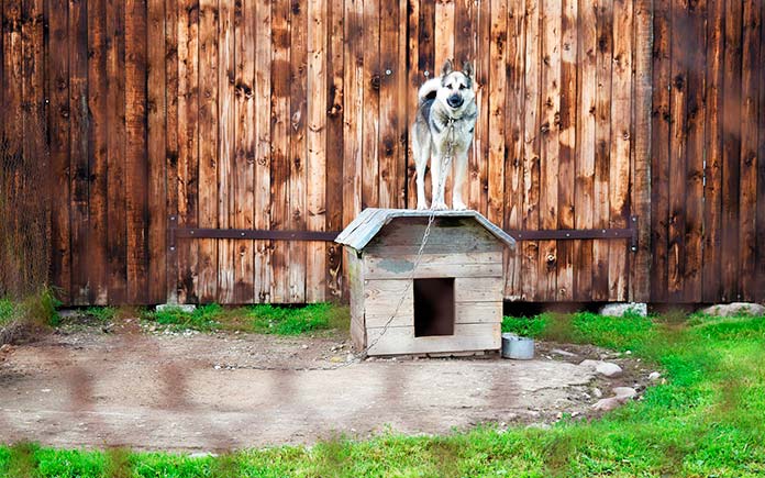 Maltrato animal - Perro encadenado sobre una caseta (