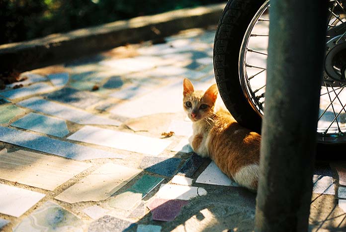 Maltrato animal - Gato en la calle