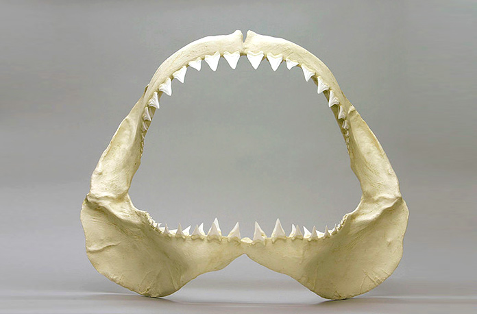 Mandíbula de tiburón blanco