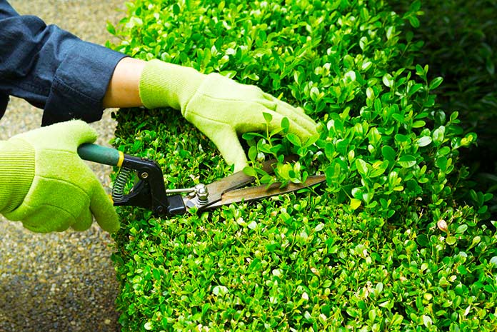 Persona podando la base de un jardín vertical