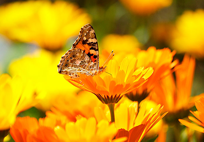 Mariposa posada en una caléndula