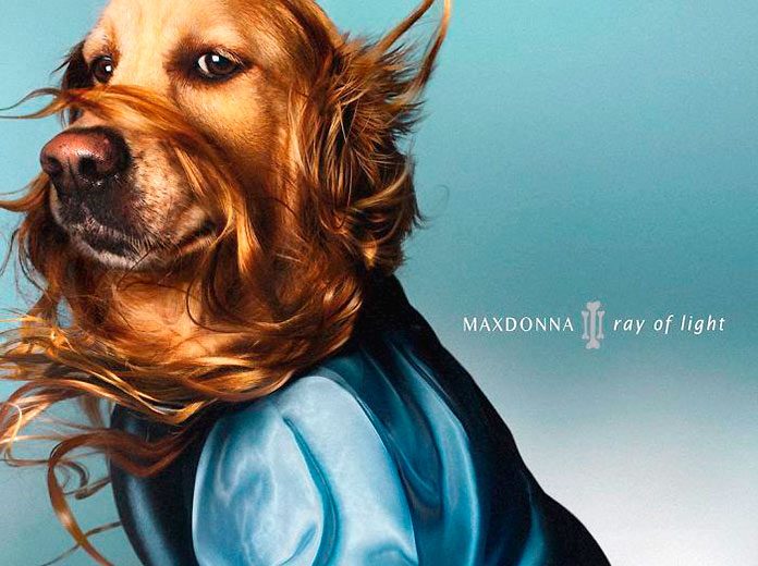 Maxdonna, la versión canina de Madonna