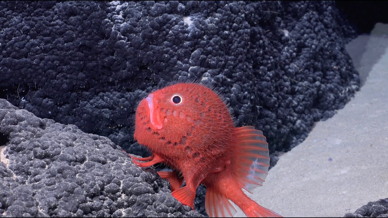 El Schmidt Ocean Institute encuentra más de 100 nuevas especies y montañas submarinas gigantescas