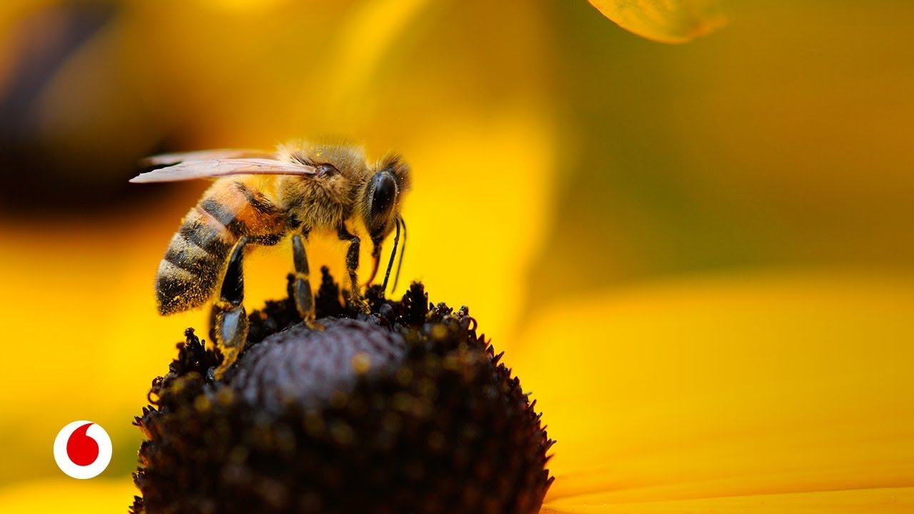 [Documental] Soluciones de la ciencia a la alarmante desaparición de las abejas