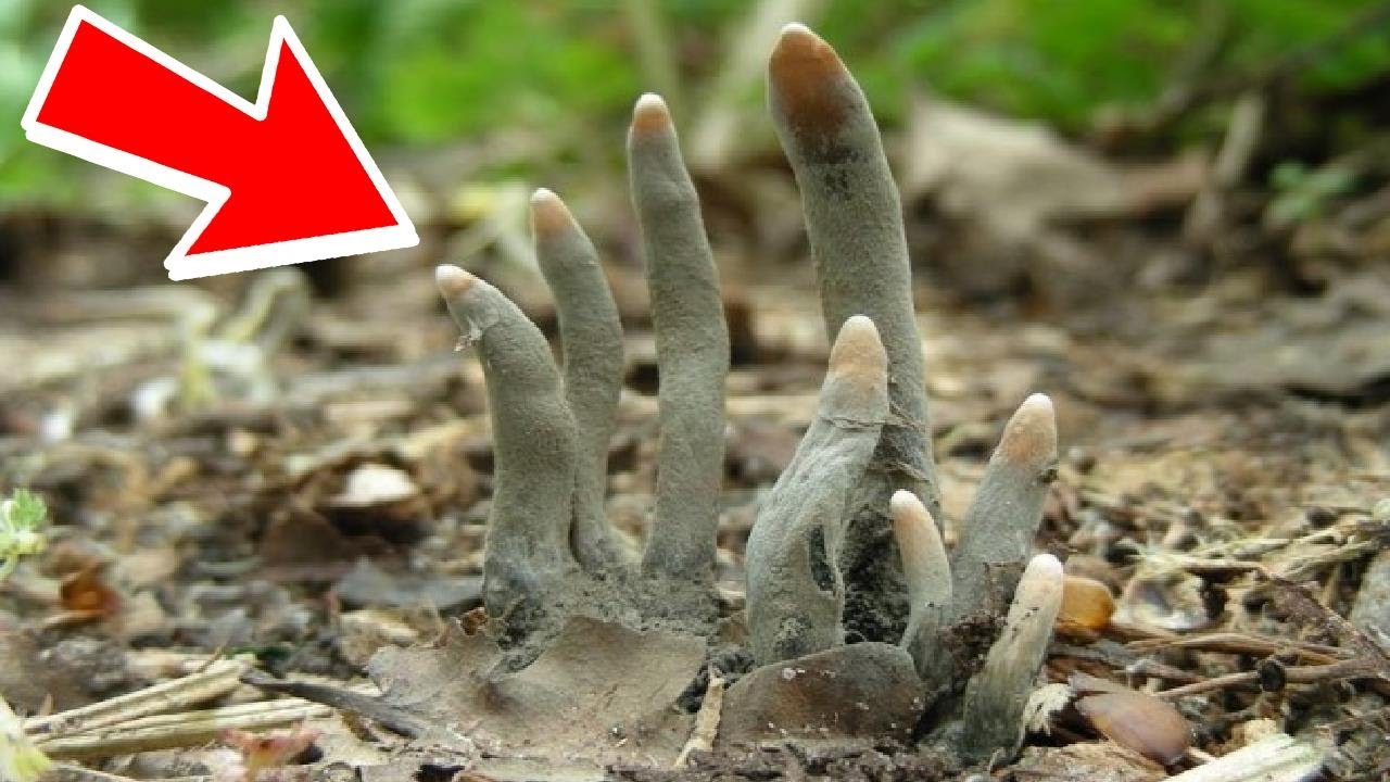 Dedos de muerto: el hongo que sale de la tierra para llevarte al más allá