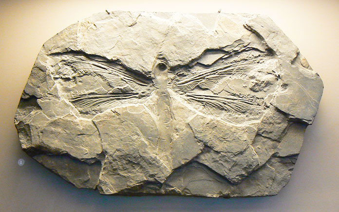 Fósil de un meganeura