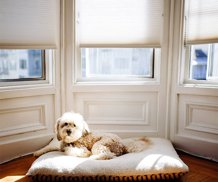 Perro echado debajo de una ventana con estores