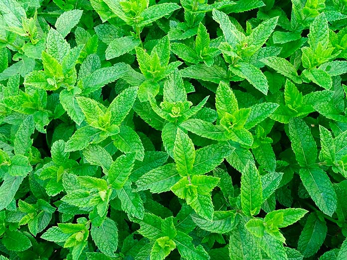 Menta