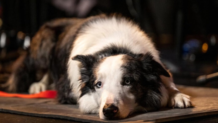 Polémico veto a Messi, el perro protagonista de ‘Anatomía de una caída’, en los Oscar 2024