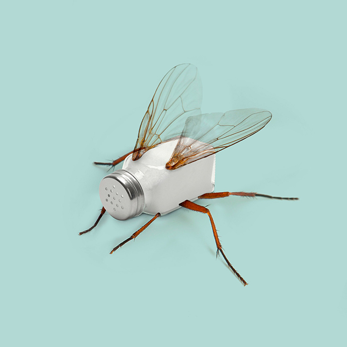 Salty fly (Les Creatonautes)