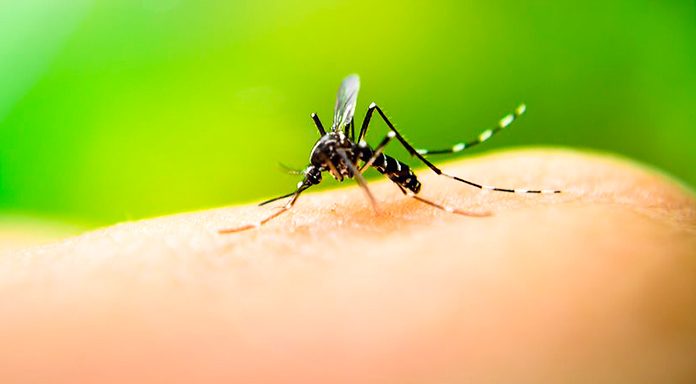 Remedios caseros y consejos para que no te piquen los mosquitos
