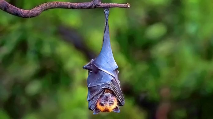 Falsos mitos sobre los murciélagos que te sorprenderán