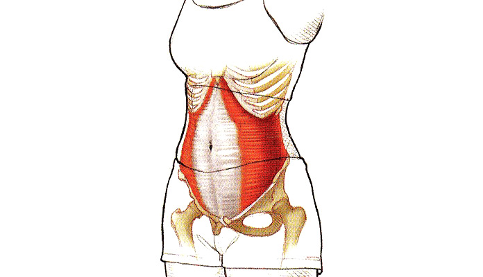 Músculos olvidados: Transverso del abdomen