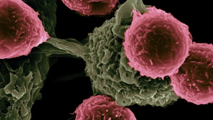 Células cancerosas interactuando