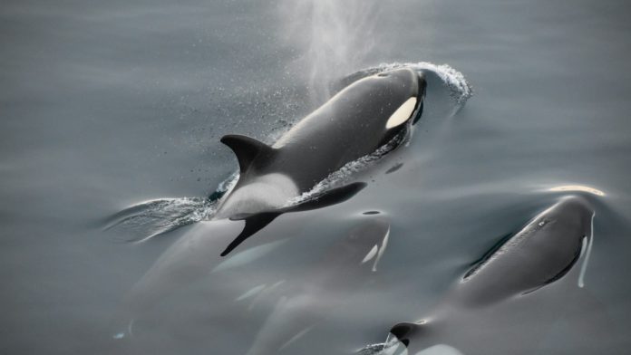 Orcas en el mar