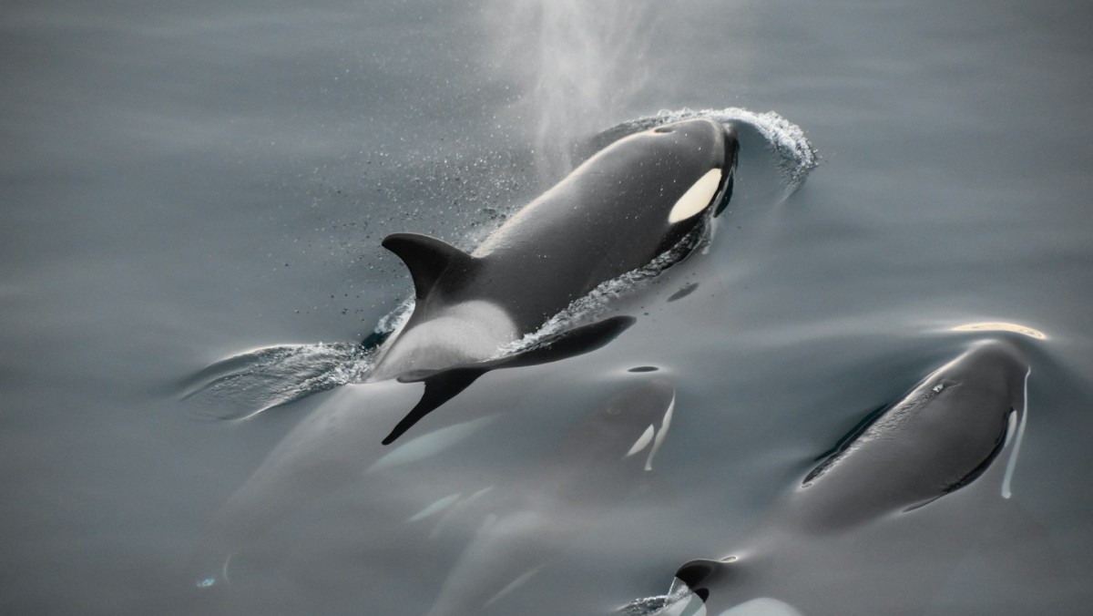 La Universidad de British Columbia asegura que las orcas solo respiran una vez entre inmersiones
