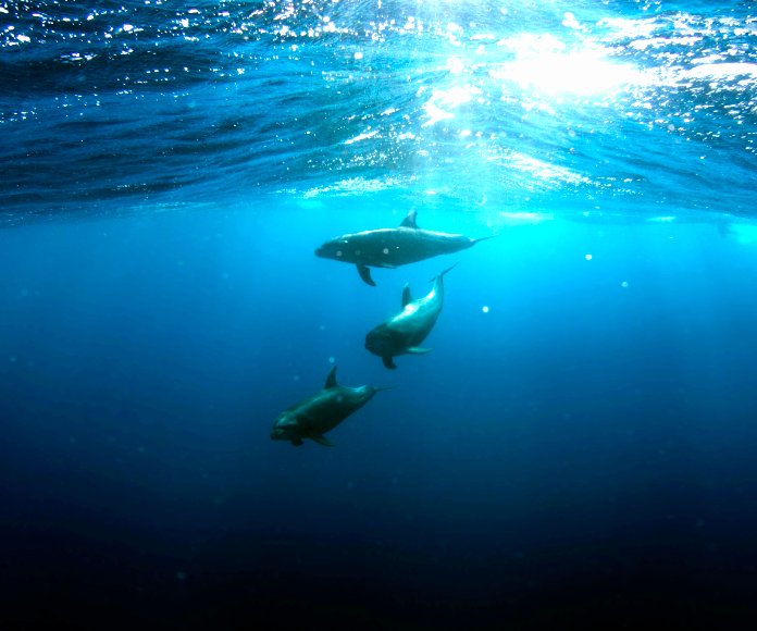 Tres delfines nadando bajo el agua