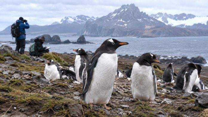 Representación de los pingüinos de las islas Kerguelen