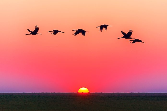 Observar a las aves es vital para la supervivencia del planeta