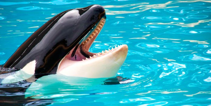 Wikie, la orca que imita palabras humanas.