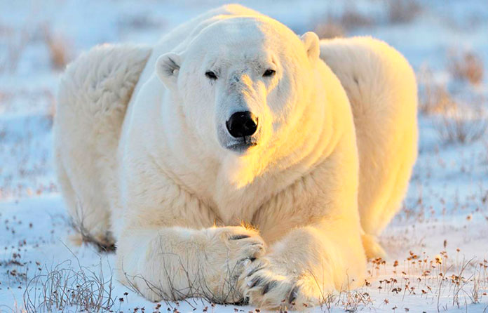 Oso polar