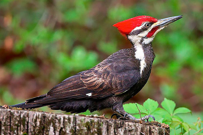 Pájaro carpintero imperial