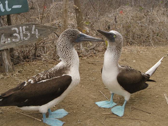 Pájaros raros: Alcatraz patiazul