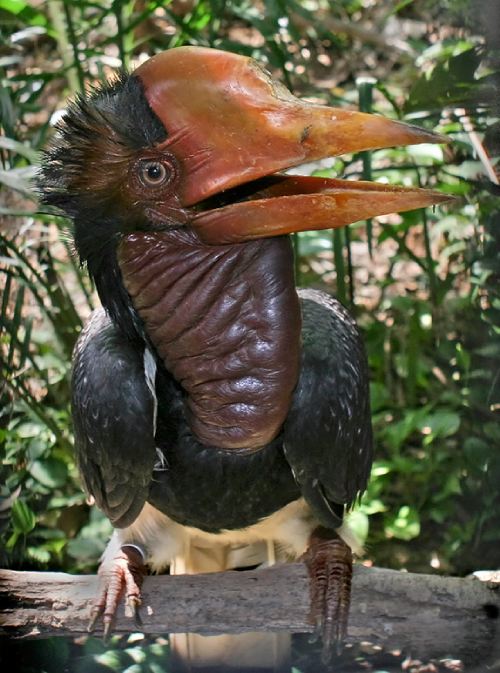 Pájaros raros: Cálcao de casco.