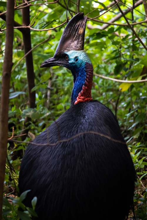 Pájaros raros: Casuario.