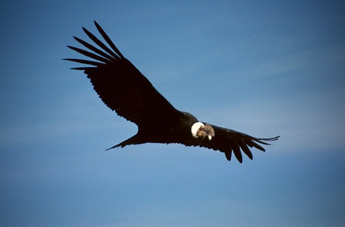 Pájaros raros: Condor andino.