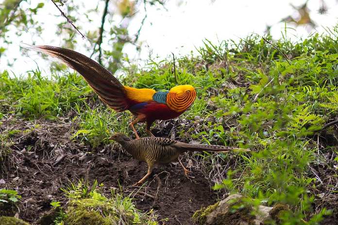 Pájaros raros: Faisán dorado.